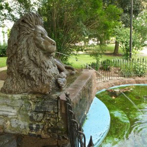Image of Lion in the Park